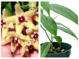 50 Seeds Hoya buotii sunrise Garden - £39.11 GBP