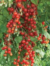 HS  50 Seeds Sweet Million Tomato Tomatoe Vegetable Garden Edible Canning - $4.56