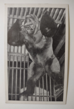 Bushman Gorilla Postcard Lincoln Park Zoo Chicago Illinois Ape Unposted Vintage - £14.05 GBP