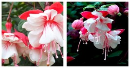 Fuchsia Seeds Rose Red White Double Flowers 100PCS Garden Seeds - £15.89 GBP