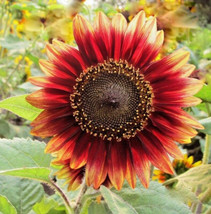 100 Indian Blanket Sunflower Seeds  - £6.39 GBP