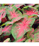Multiple Colour Thailand Caladium Bonsai of Perennial Rainbow Flower - 1... - $154.59 MXN
