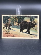 1949 Yellowstone Mother Bear &amp; Cub Hiking Linen Postcard Fishing Bridge Station - £6.08 GBP