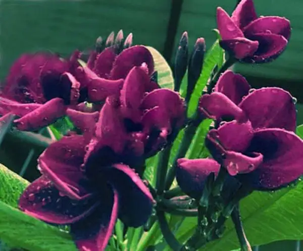 5 Dark Purple Plumeria Seeds Plants Flower Flowers Seed 518 Fresh - £14.04 GBP