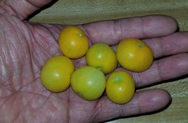 SYR Floragold Micro Dwarf Basket Tomato 12 Seeds Read Fast Growing - $193.35 MXN