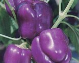 30 Purple Beauty Bell Pepper Seeds Non - Gmo Fast Shipping - $8.99