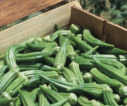 Clemson Spineless Okra seeds Heirloom 50 Seeds - $9.00
