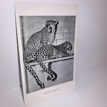 Vintage Postcard Central Park Zoo Spotted Leopards New York City NY 1949 - £6.23 GBP