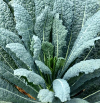 US Seller 500 Seeds Kale Lacinato Dinosaur Kale Salads 30 Day Harvest - $10.17