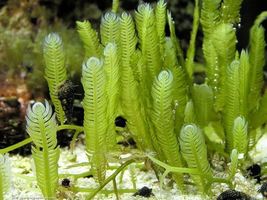 Live Plant Macro Algae for Saltwater Coral Reef, Caulerpa Mexicana (6&quot; F... - £35.48 GBP