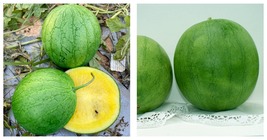 &#39;Xiaolan Peeling&#39; Series Watermelon Seeds 10 Bags (20 Seeds / Bag)  - £46.59 GBP