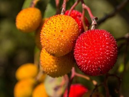 Arbutus unedo 100+ seeds Medronheiro Strawberry tree  bonsai semillas graines - £5.01 GBP+