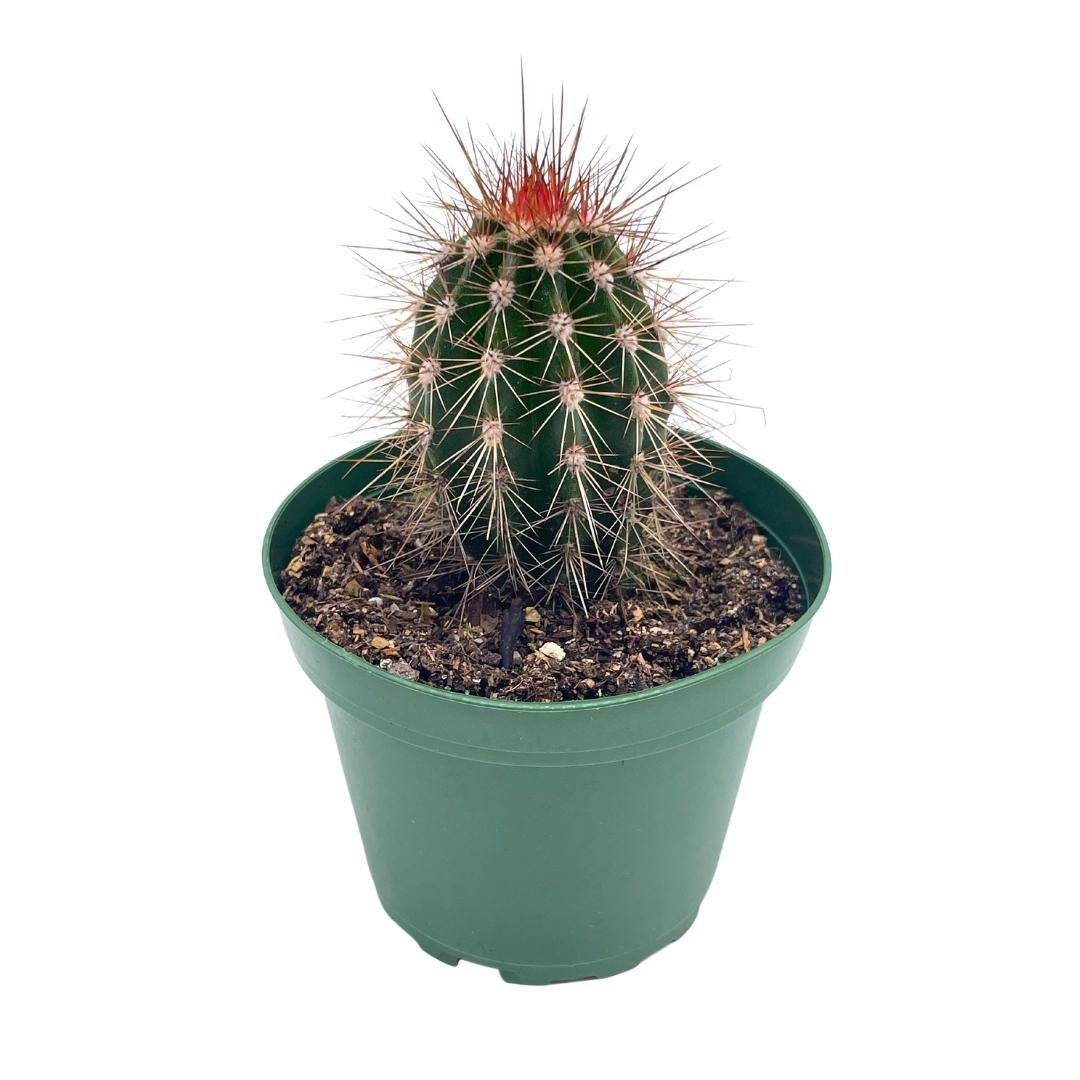 Echinocereus engelmannii, Engelmann&#39;s hedgehog cactus, Rare Cactus, 4 in... - $9.13