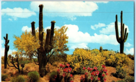 Springtime On The Desert Saguaros And Palo Verdes In Bloom  Cactus Postcard - £5.47 GBP