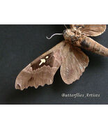 Huge African Moth Lophostethus Dumolinii XL Rare Framed Entomology Shado... - €80,51 EUR Huge African Moth Lophostethus Dumolinii XL Rare Framed Entomology Shado... - €80,51 EUR