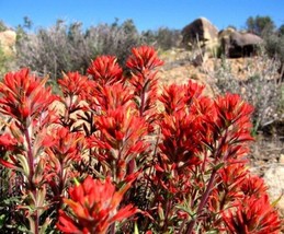 Castilleja Coccinea Indian Paintbrush Seeds Garden Us Seller - £13.88 GBP