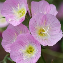 Showy Pink Evening Primrose Seed New Fresh Seeds - $15.58