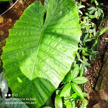 Alocasia Robusta - £63.94 GBP