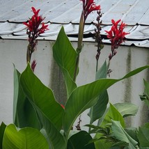 Best Seeds 5 Canna Lily Seeds - £13.14 GBP