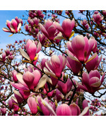SRN 5 Magnolia Seeds Lily Flower Tree Fragrant Flowers Tulip Alexandrea ... - €21,05 EUR