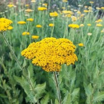Gold Yarrow Seeds, Butterlies and Hummingbirds, Easy Grow Perennial, FREE SHIP - £1.30 GBP+
