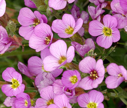 Arabis Wall Rock Cress Pink Arabis Alpina Caucasica Rosea  50 Seeds From US - $12.55