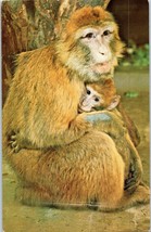 Barbary Ape and Baby Bronx Zoo New York Ape Postcard - £4.05 GBP