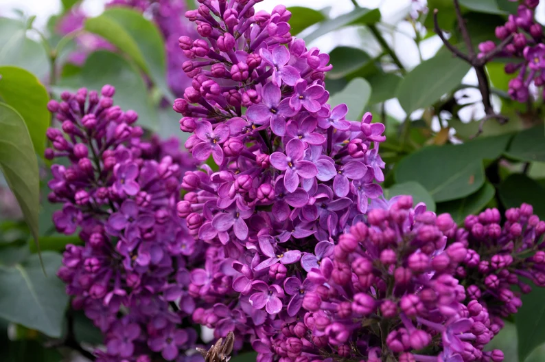 25 Seeds French / Old Fashioned Lilac Syringa Vulgaris Flower Shrub Bush - £8.03 GBP