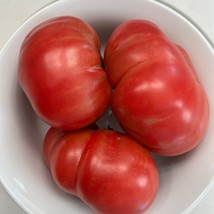 Frees Shipping Dester Tomato Seeds USA Seller - $12.49