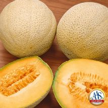  Honey Rock Melon 25 Seeds  - $7.50