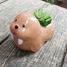 Walrus Planter with Succulent, Live Plant in Ceramic Animal Pot, 5" image 4