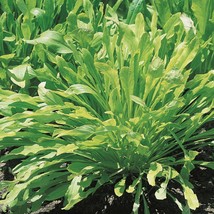 New Mustard Mibuna Dento Yasai Japanese Spinach 300 Seeds Fresh USA Garden - £7.49 GBP