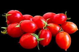 VC Micro Dwarf Hardins Miniature 12 Seeds Easy Grow - $10.87