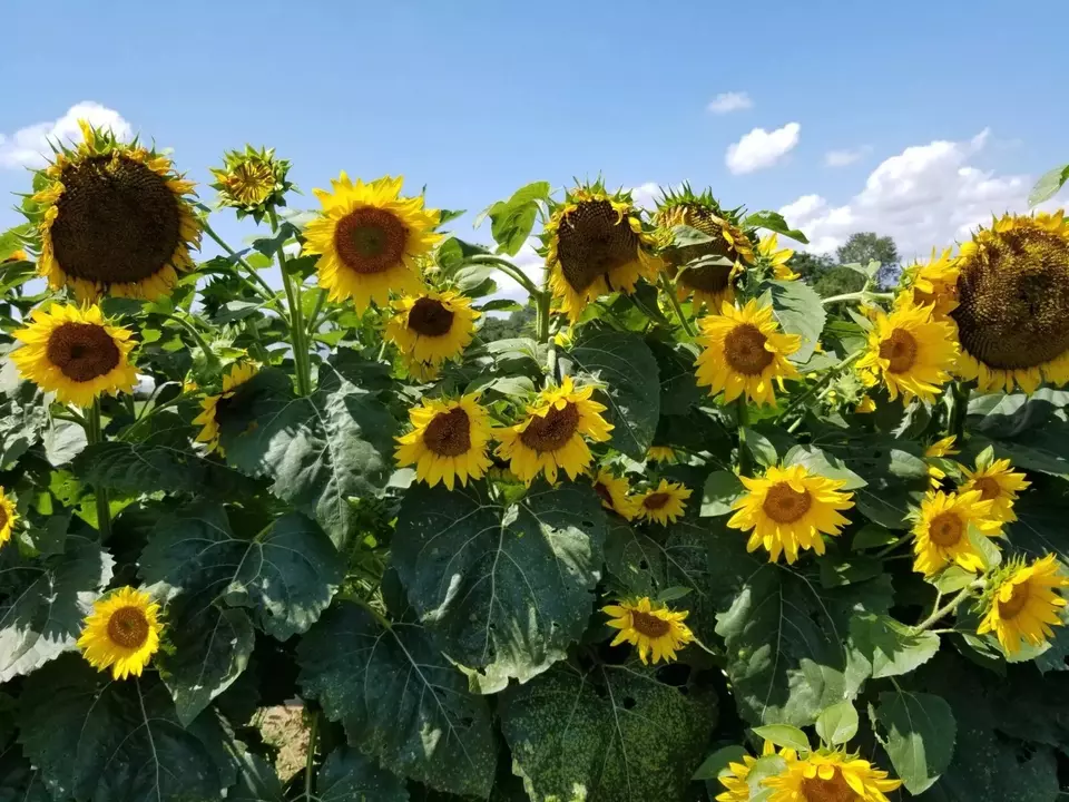 Semilir Sunflower Black Oil Heirloom Non Gmo 100 Seeds - £7.37 GBP