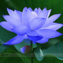 1 Professional Pack, 1 seed / pack, Blue Nelumbo Nucifera China Beautiful Lotus  - £2.44 GBP