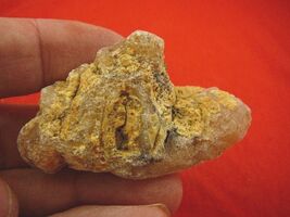 (k-3408) 20 g Rare Kauri tree Gum copal young Amber New Zealand Tane Mahuta - $17.39