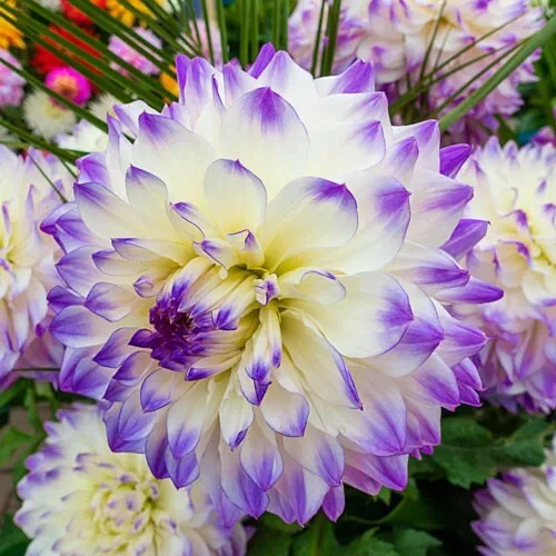 1 - Dinnerplate Dahlia HAPET BLUE EYES Flower Bulb Tuber Clump VERY DECO... - $44.91 CAD