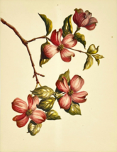 Flowering Dogwood, 1945 Kathleen Cassel Watercolor on Linen Print, Carnes Series - £24.29 GBP