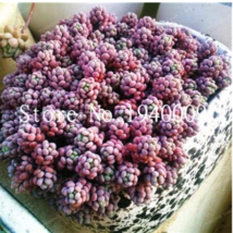 200 Seeds Bag Sedum Dasyphyllum Bonsai Succulents Plants Gardening USA Seller - $7.22