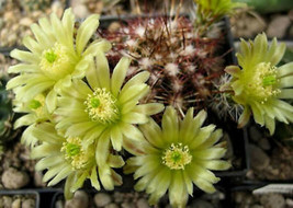 Echinocereus viridiflorus @J@ rare cactus seed 15 SEEDS - £7.18 GBP