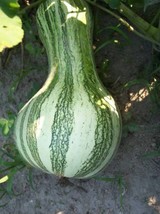 30 Green Striped Cushaw Squash Pumpkin Cucurbita Mixta Vegetable Seeds New Fresh - £12.06 GBP