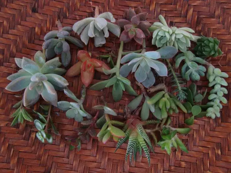 20 Assorted Succulent CUTTINGS 2&quot; Live Organic Plant Trimmings - $34.77