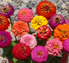 1000 Zinnia Dwarf Thumbelina Mix Butterflies Hummingbirds Cut Flowers USA Seller - £10.85 GBP