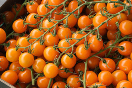 100 Orange Cherry Tomato Heirloom Solanum Lycopersicum Indeterminate Seeds - £4.24 GBP