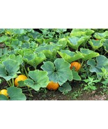 20 PCS Seeds Vegetables The Pumpkin Seedling - $241.11 MXN