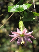 GUNEL Passiflora mollissima | Curuba | Banana Poka | Banana Passion Fruit | 20 S - $18.00