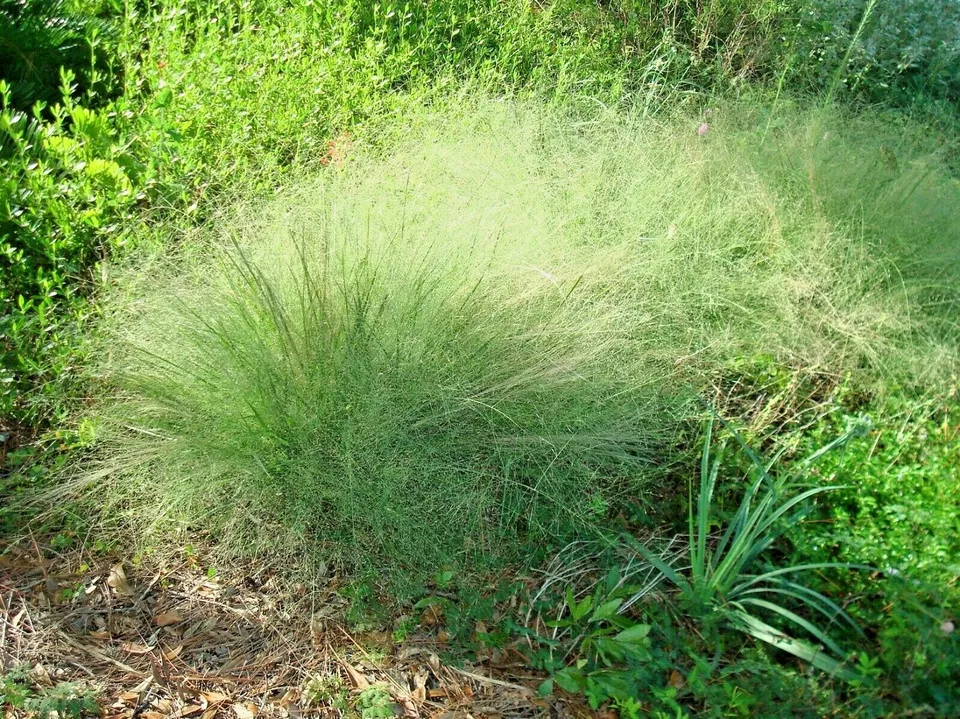 KingStore 1000 Sand Love Grass Native Ornamental Drought Planting Seeds - £11.41 GBP