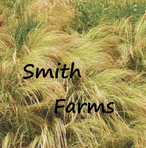 SL 100+ Seeds Mexican Feather Grass Grass Ground Cover Stipa Tenuissima - $4.50