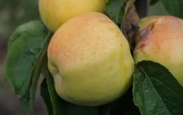 Garden Store 25 Antonovka Apple Seeds FROM USA  - $9.62