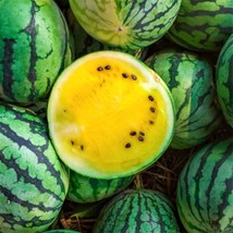 Yellow Petite Heirloom Watermelon Fruit Seeds Garden USA Shipping - $9.98